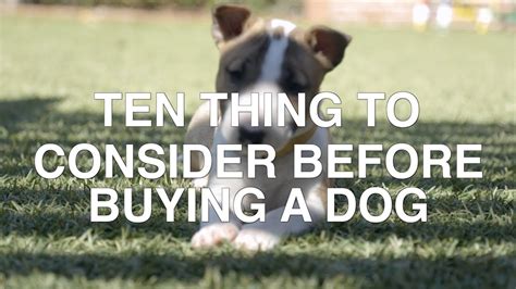 1. Ultimate Guide: 5 Ways To Buy A Dog Now