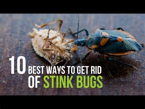 10 Ultimate Ways To Identify The Bug Instantly