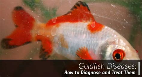 11 Goldfish Diseases How To Diagnose And Treat Them