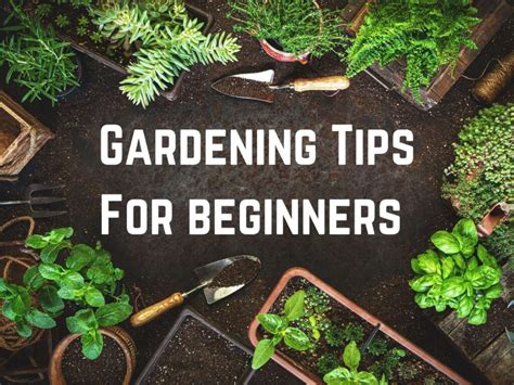 21 Best Gardening Tips For Beginners Top Tips And Tricks For Success Learn To Grow Gardens