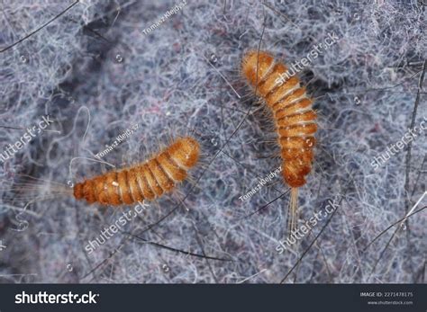 29 Carpet Beetle Larvae Infestation Gif Carpet Beetle New 2021