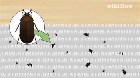 3 Ways To Get Rid Of Carpet Beetles Wikihow