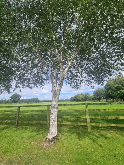 5 Tips To Design The Ultimate Silver Birch Tree Protection Plan Today