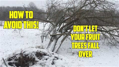 6 Pro Tips To Prevent Trees Falling Today