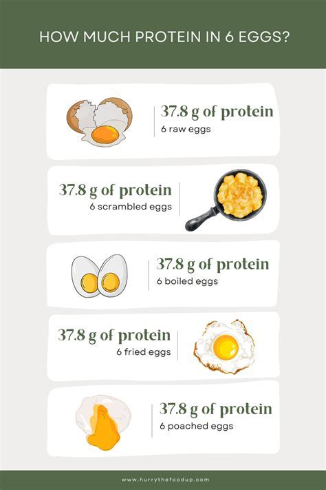 6 Ways To Design The Ultimate Egg Protein Experience Today Perfil Del