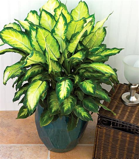 7 Best Indoor D Cor Plants For Your Interior Designs Hamstech