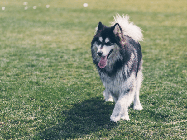 7 Denver Dog Parks For Off Leash Fun Sploot Vets