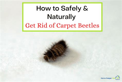 7 Diy Ways To Safely Get Rid Of Carpet Beetles Naturally Home Keeper Hub