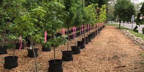 90 Trees Nursed In Rutherford S Tree Nursery