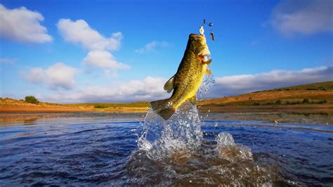 A Guide To Bass Fishing Guidefitter