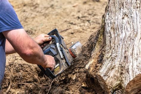 A Guide To Tree Removal By Tree Removal Experts