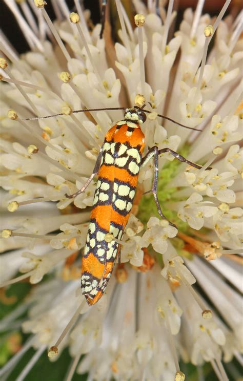 Ailanthus Webworm Moth What Amp 39 S That Bug