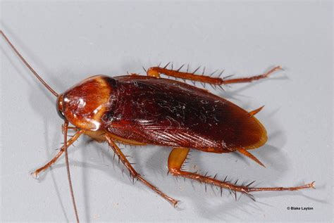 American Cockroach Size