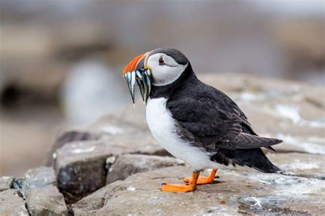 Animals From England