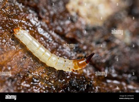 Awl Fly Larva On Rotten Wood Xylophagus Sp Stock Photo Alamy