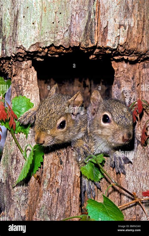 Baby Squirrels Nest Hi Res Stock Photography And Images Alamy