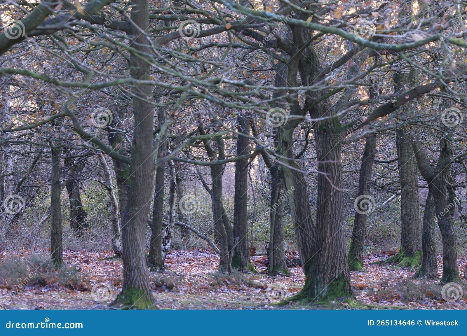 Beautiful View Of Sutton Park Captured During Daylight In Birmingham