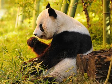 Best Places To See Giant Pandas In China