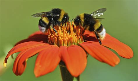 Big Bumblebees Learn Locations Of Best Flowers Realclearscience