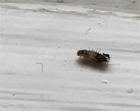 Black And White Striped Insects On Bed Are Black Carpet Beetle Larvae