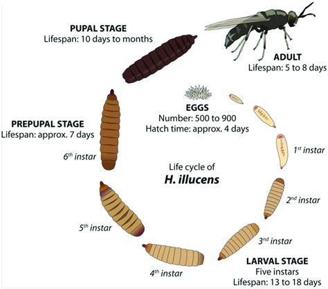 Black Soldier Fly Life Cycle