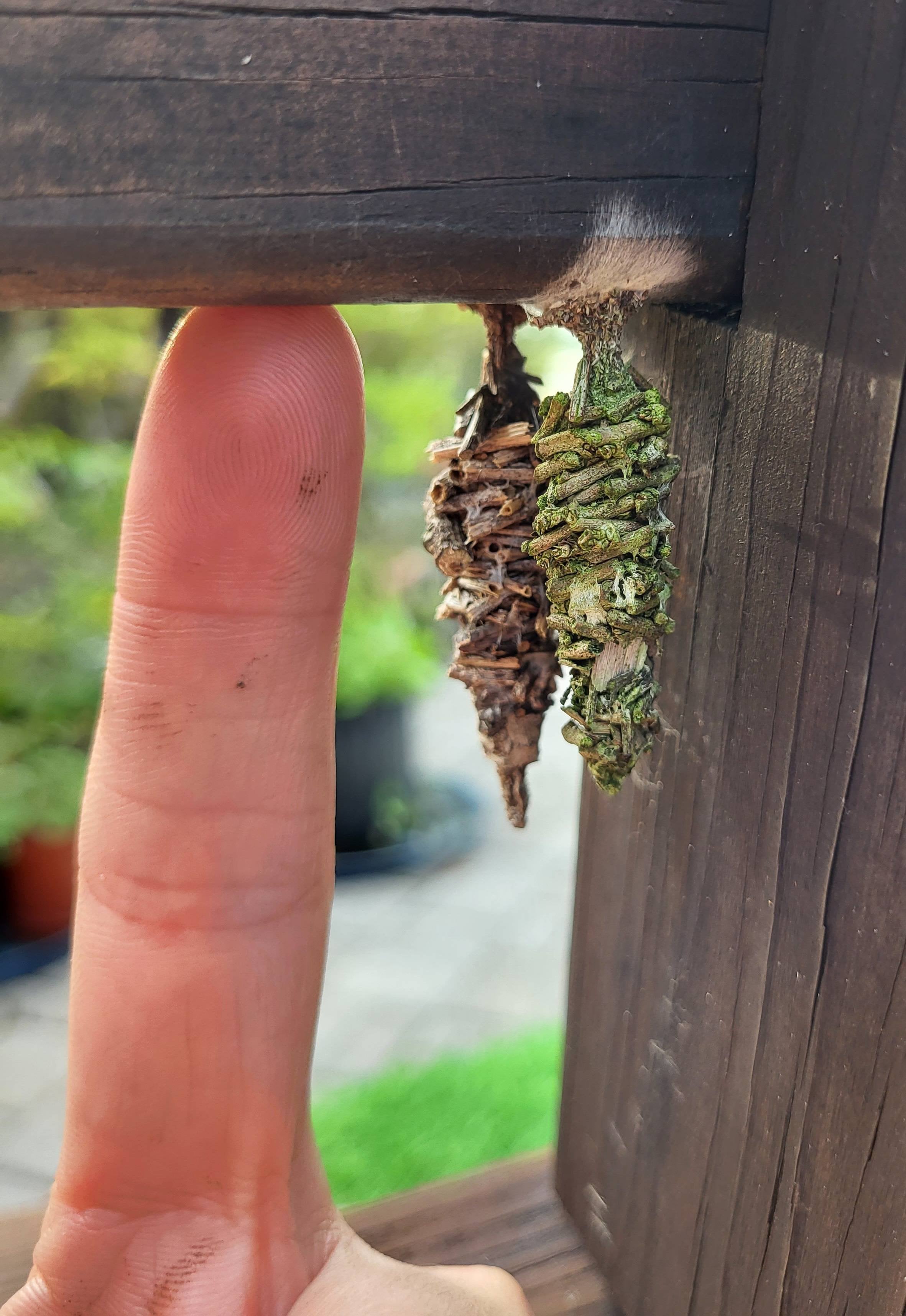 Brown Black Carpet Beetle Or Something Else It Was Around 3Mm Larvae