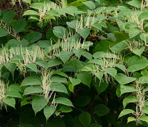 Budburst Japanese Knotweed