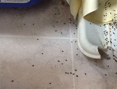 Carpet Beetle Infestation