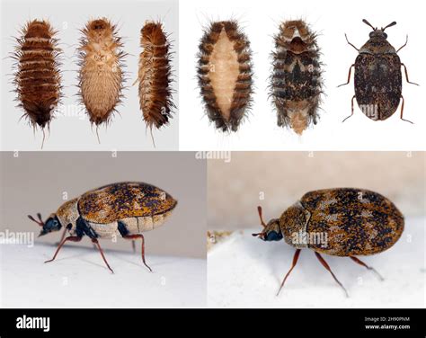 Carpet Beetle Larvae Skins