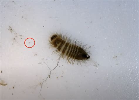 Carpet Beetle Poop How To Identify And Stop The Infestation