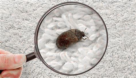 Carpet Beetle Removal Aotearoa Property Maintenance Services