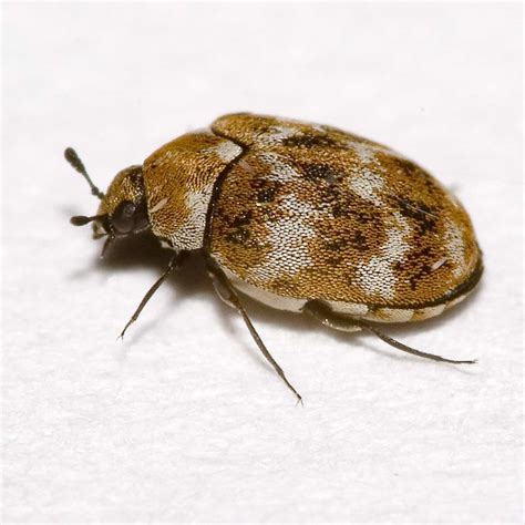 Carpet Beetle Uk