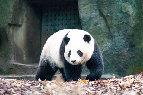 Characteristics And Appearance Of China Giant Pandas