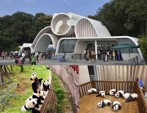 Chengdu Research Base Of Giant Panda Center Tour China