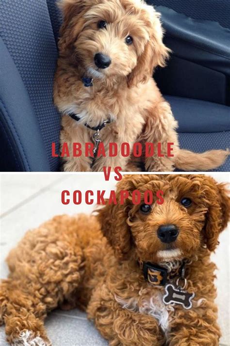 Cockapoo Facts Labradoodle Cockapoo Spoodle