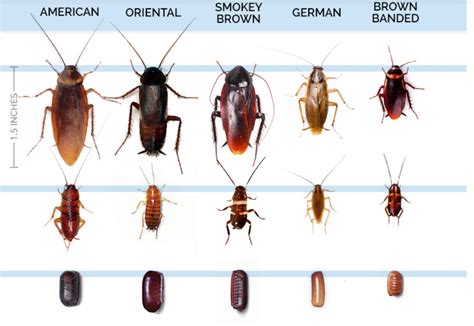 Cockroaches In Uk