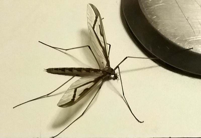 Crane Fly Vs Mayfly What Are The Differences W3schools