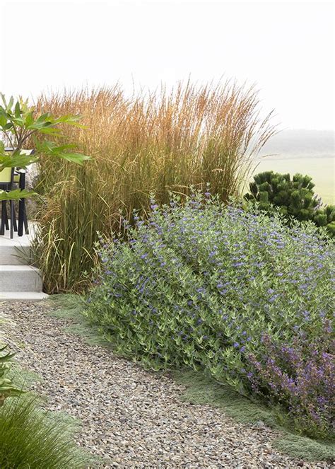 Design School Unlocking Garden Design Success With Shrubs