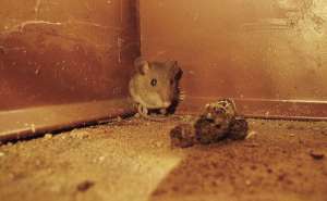 Difference Between Mouse And Rat Droppings Panther Pest Control