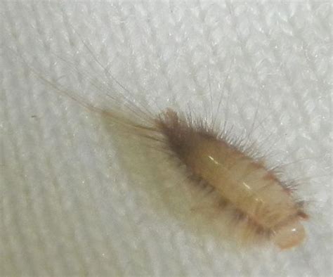 Do Black Carpet Beetle Larvae Bite Www Resnooze Com