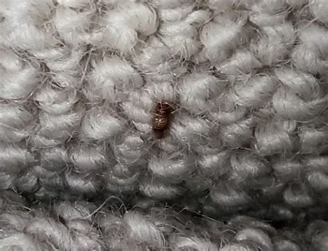 Do Carpet Beetles Bite Toxic Respond Pest Control