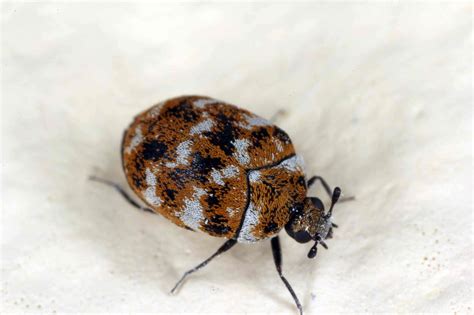 Do I Have A Carpet Beetle Infestation Flick Pest Control