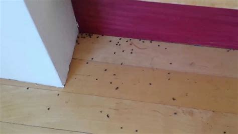 Do I Have A Carpet Beetle Infestation Www Resnooze Com