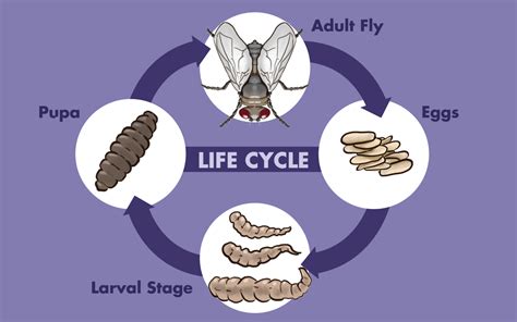 Do Maggots Turn Into Flies