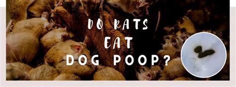 Do Rats Eat Dog Faeces