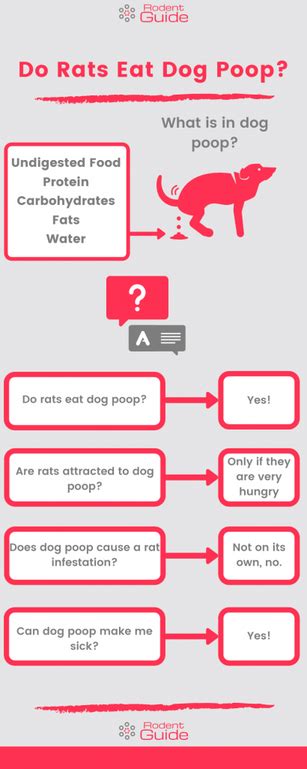 Will Rats Eat Dog Feces - Excel Web