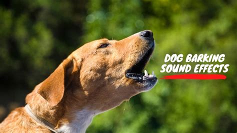 Dog Barking Sound Effect Dog Barking Sound 3 Free Sound Effects