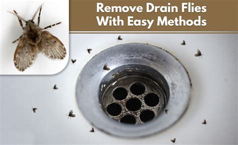 Drain Flies Larva How To Identify Them And Quickly Get Rid Of Them A