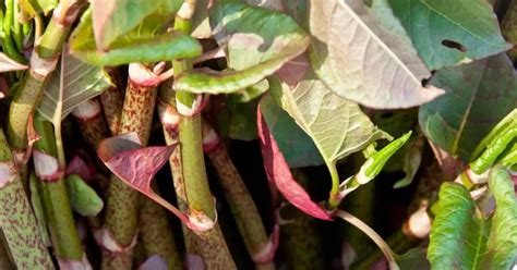 Effective Strategies For Identifying And Eradicating Japanese Knotweed