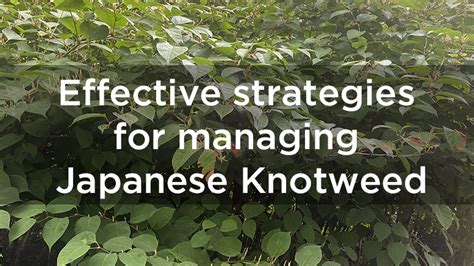 Effective Strategies For Managing Japanese Knotweed Timing And